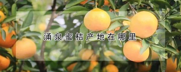 涌泉蜜桔产地在哪里