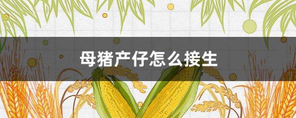 母猪产仔怎么接生