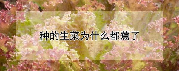 种的生菜为什么都蔫了