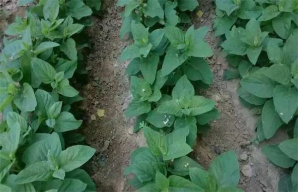 盐碱地适合种植什么药材