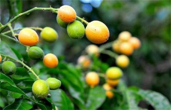 农村水果种植面对的难题