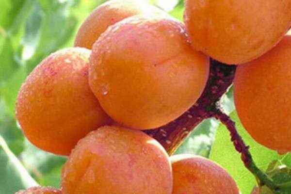 杏仁树和杏树的区别