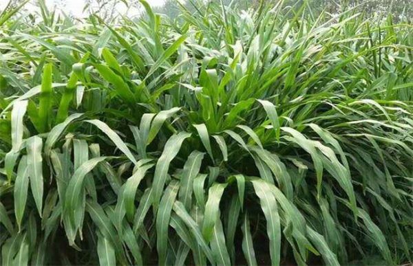 比较优质的几种牧草种植