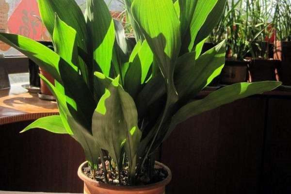 一叶兰有毒吗？