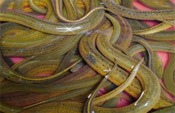 为什么养黄鳝不赚钱