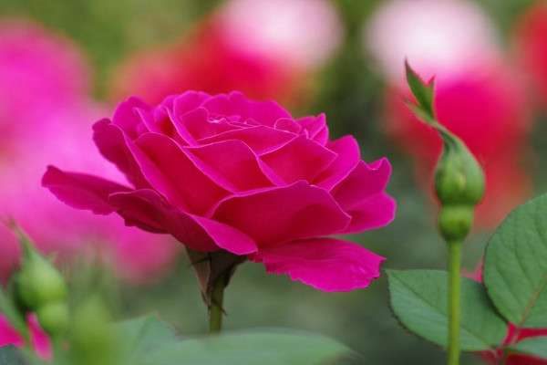 月季和玫瑰的区别？