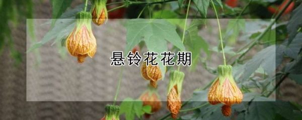 悬铃花花期