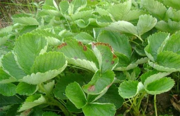 草莓叶子发黄怎么办?