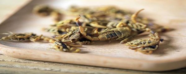 蝎子是不是昆虫