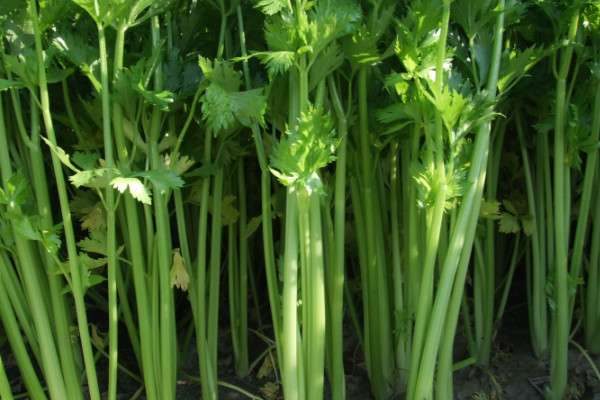 荷兰芹和香菜的区别