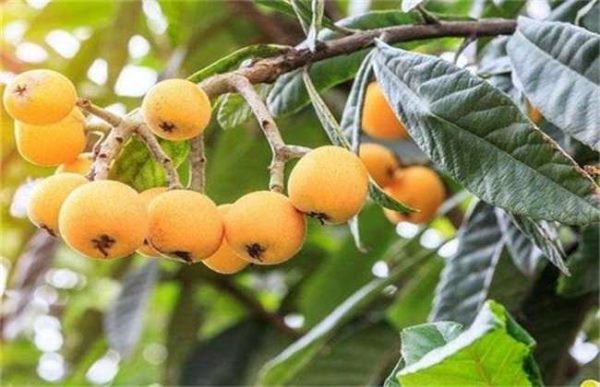 枇杷采收和贮藏多久？