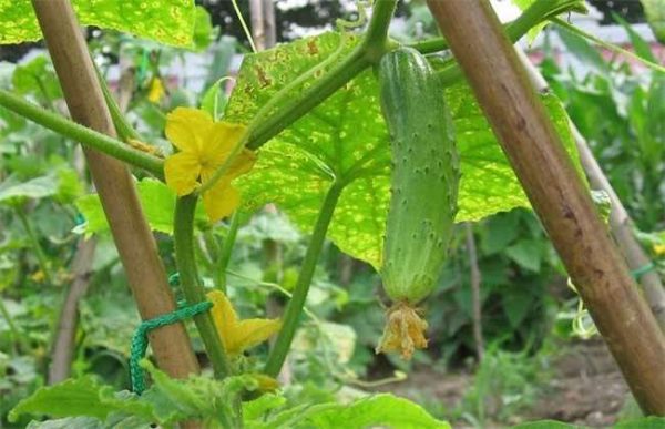 黄瓜冻害怎么办？