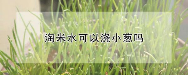 淘米水可以浇小葱吗