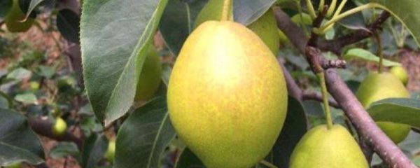 香梨是热性还是凉性