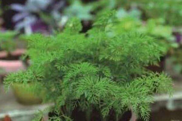 红萝卜盆栽的方法