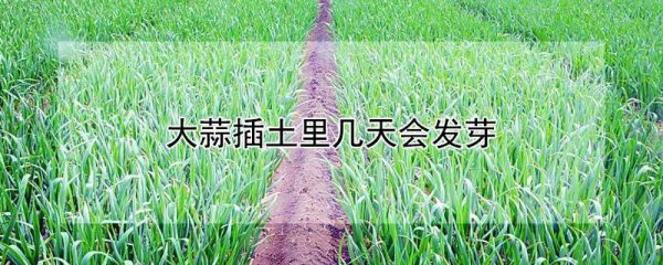 大蒜插土里几天会发芽