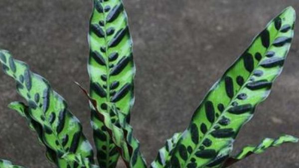 猫眼竹芋不长新芽原因