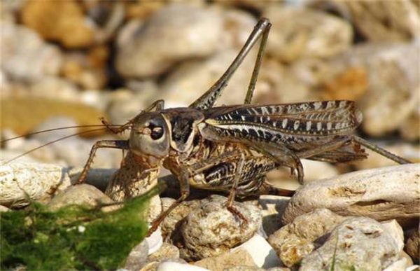 蝗灾主要危害的是什么？