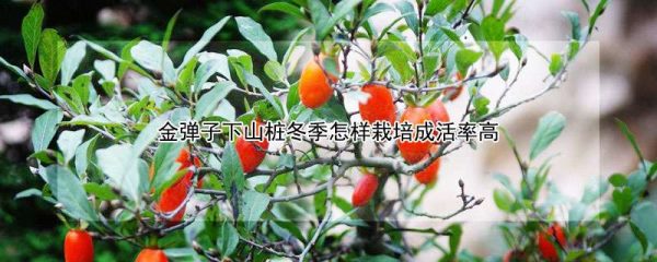 金弹子下山桩冬季怎样栽培成活率高