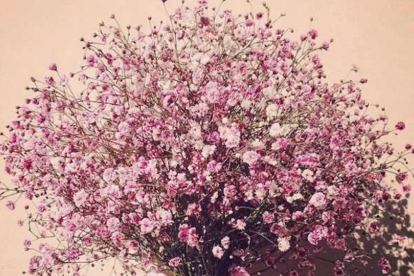 水晶草和满天星的区别