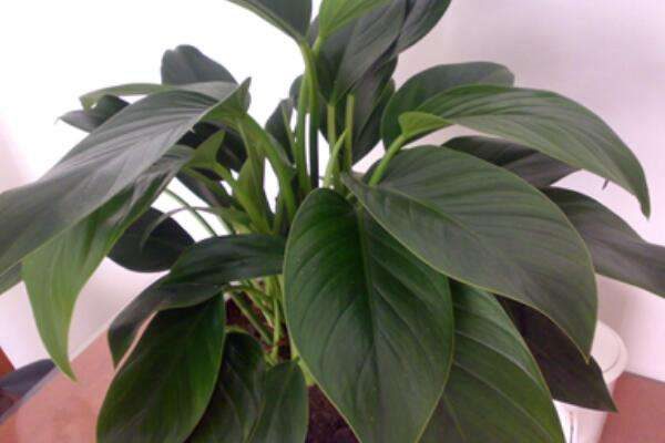 金钻叶子下垂怎样补救