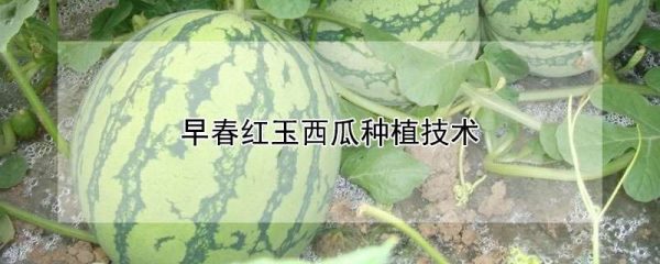 早春红玉西瓜种植技术