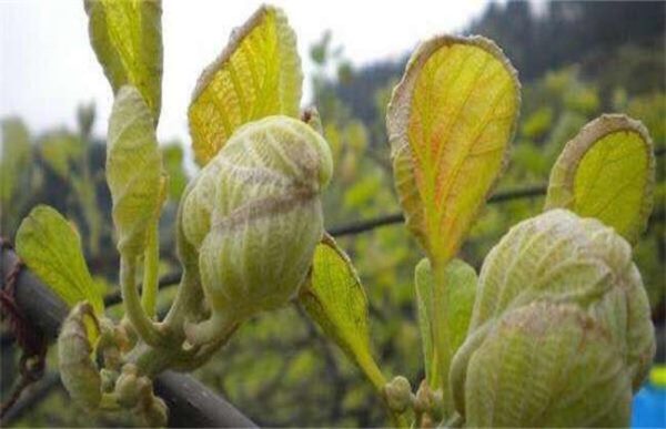 猕猴桃冻害怎么办？
