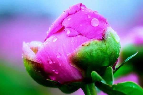 冻死的花怎么救活