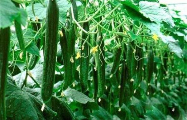 黄瓜冻害怎么办？
