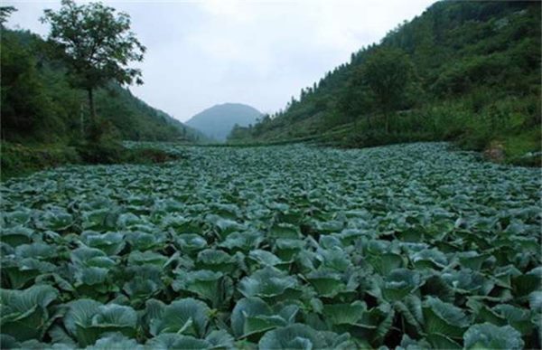 甘蓝不包心怎么办？