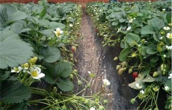 草莓旺长怎么办？