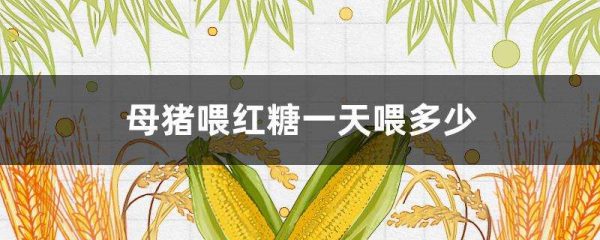 母猪喂红糖一天喂多少？