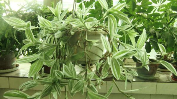 吊竹梅会开花吗？