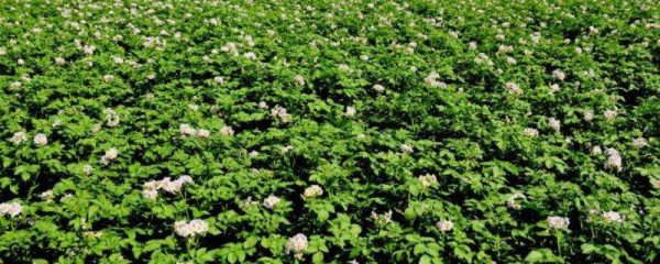 土豆开花打顶怎么打