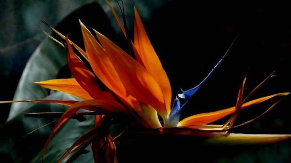 鹤望兰和天堂鸟的区别？是什么？