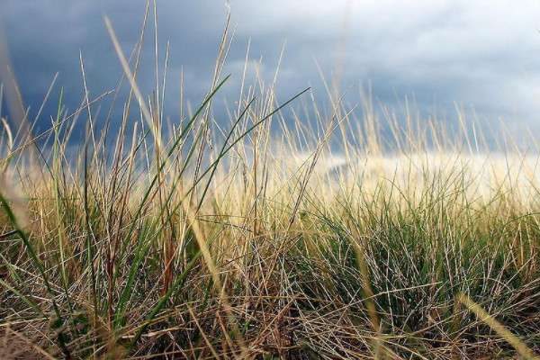 小草的四季颜色变化