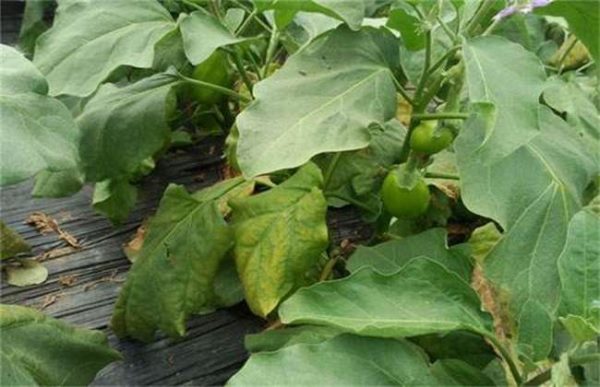 茄子叶子发黄怎么办？
