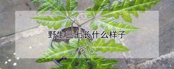 野生三七长什么样子