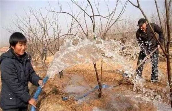 果树冬灌什么时间最好