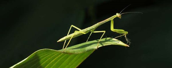 螳螂怎么分辨公母