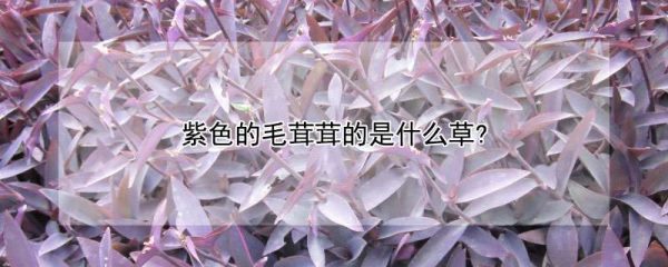 紫色的毛茸茸的是什么草?