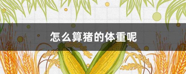 怎么算猪的体重呢