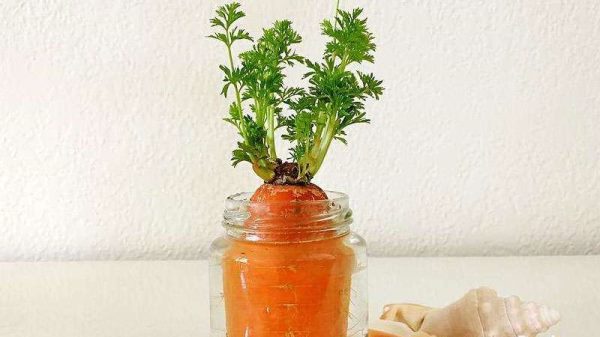 哪种蔬菜适合在家水培