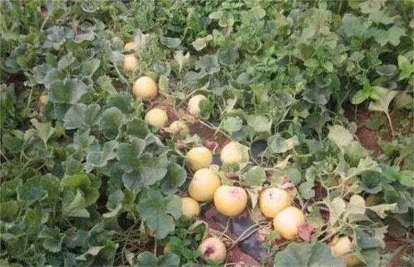 香瓜着色不良的原因？