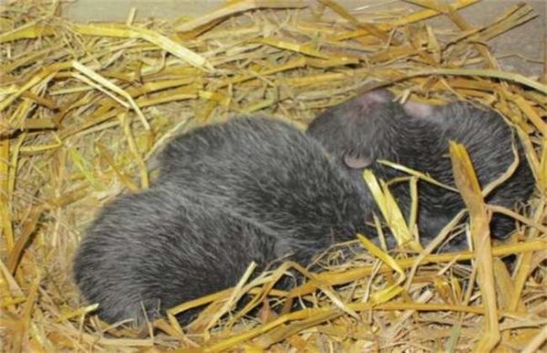 养100只竹鼠一年的利润