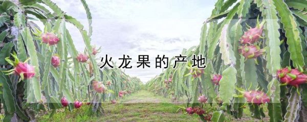 火龙果的产地