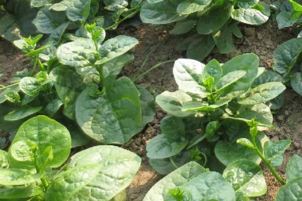 木耳菜叫什么菜