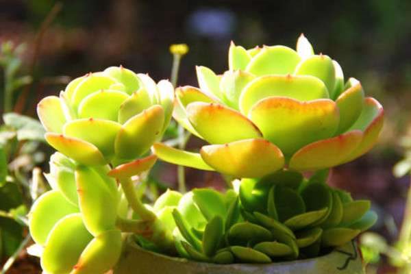 碧桃多肉有几个品种