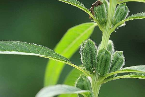 芝麻生长周期多少天