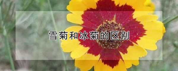 雪菊和冰菊的区别